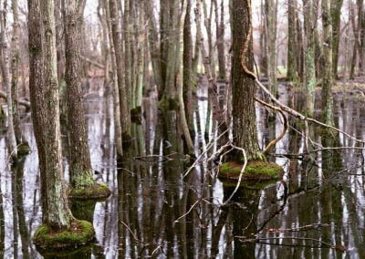 swamp land and trees