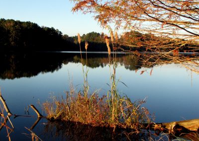 Lake and trees